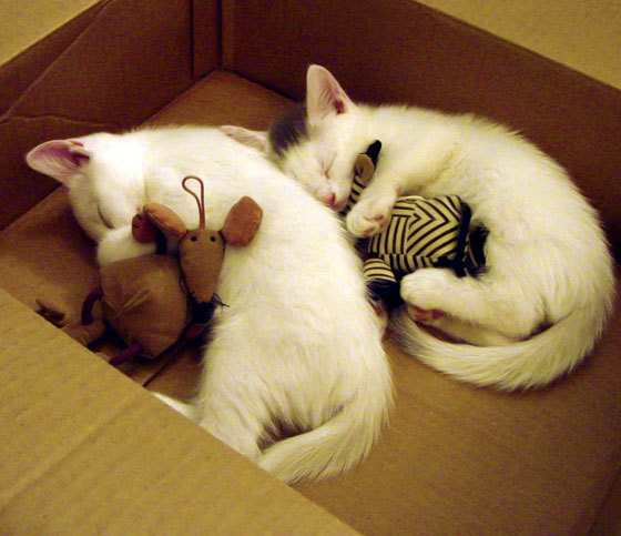 开云在线入口-五大联赛是否引入反向数值模型判断进攻时机，五大联赛有回避条款吗