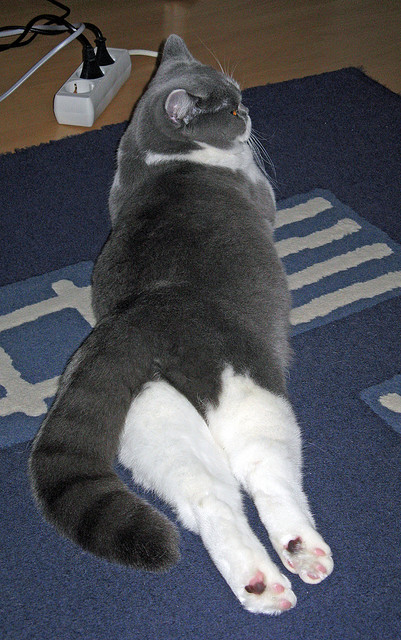 开yun官网-体育新闻中心主导制定赛事媒体服务智能化流程标准，体育赛事的媒体宣传需要向媒体经营单位直接支付费用