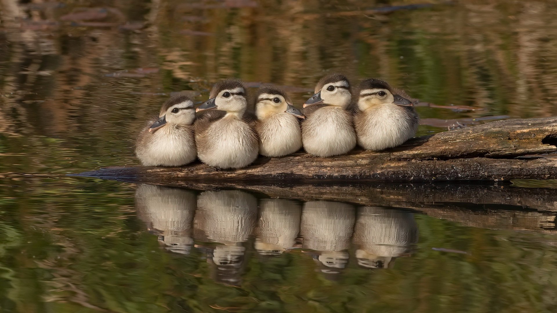 开云体育登录入口-印度队未来发展：打破国内外乒乓壁垒，迈向世界舞台，印度乒乓球联赛