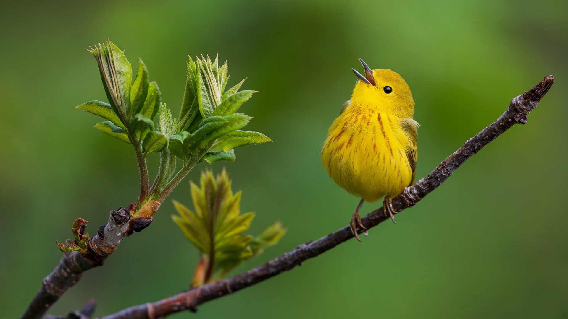 开云体育在线下载-配速波形曲线对比赛影响分析，配速法原理