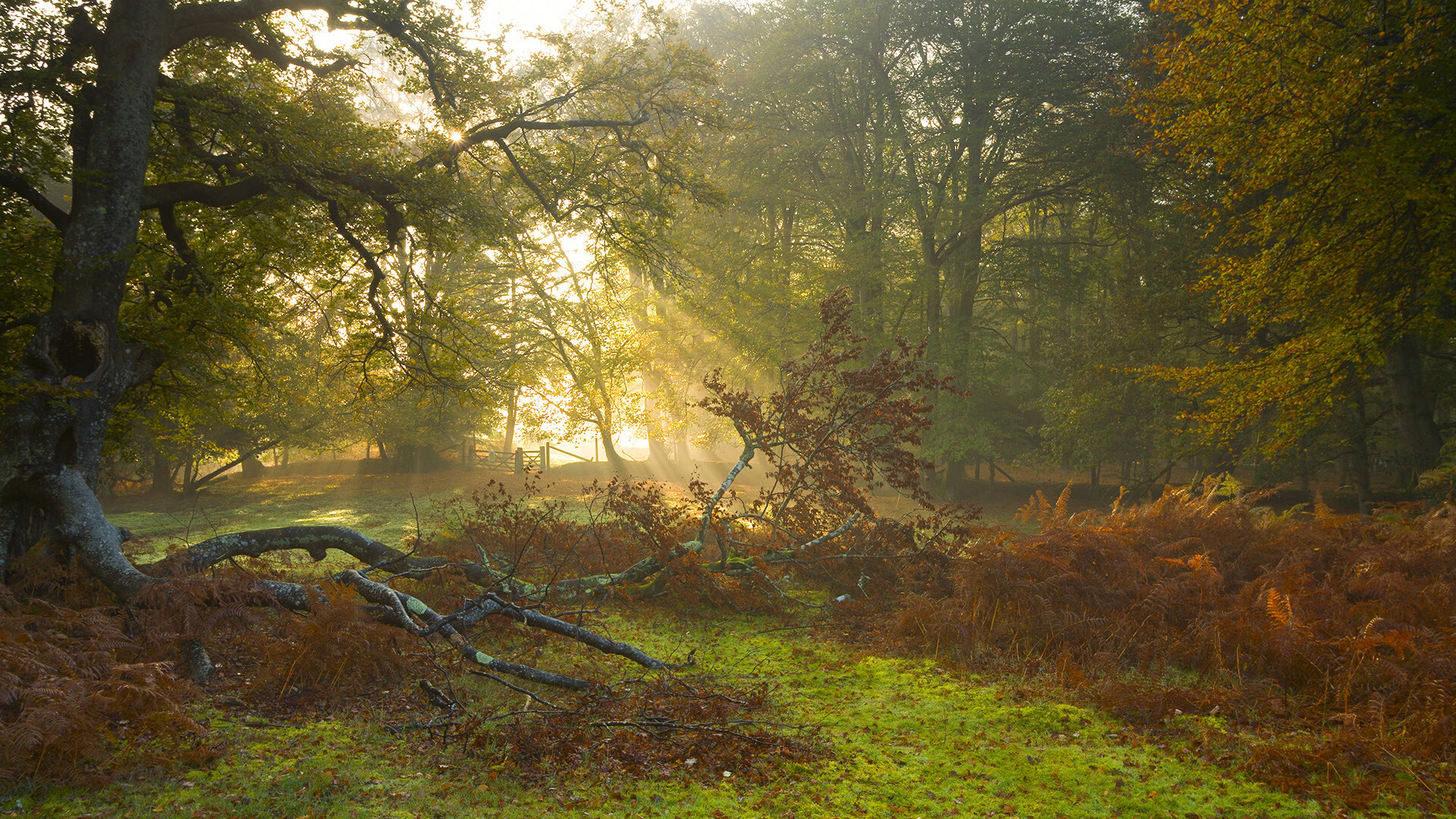 开云体育网站-雷恩依靠中前场冲击赢得主动权，雷恩ds