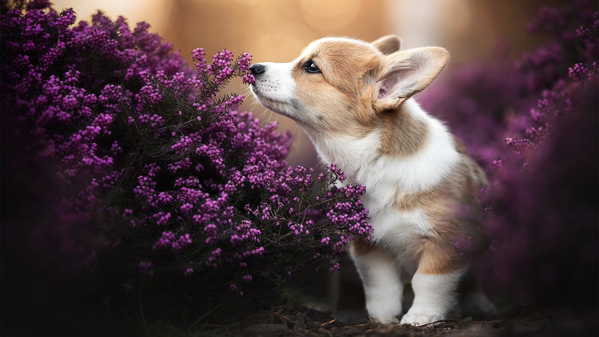 开云体育app下载-技术数据平台为教练团队赋能,教练技术支持者案例