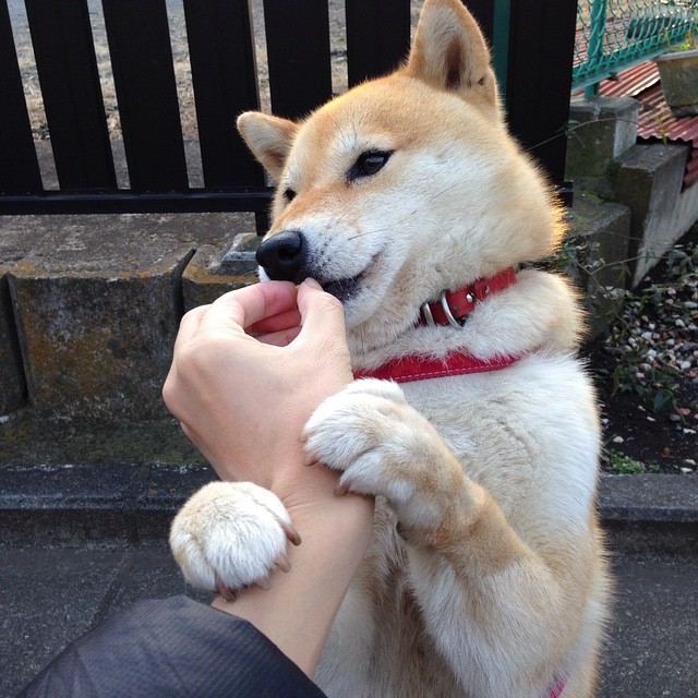 开云体育app下载-技术数据平台为教练团队赋能,教练技术支持者案例