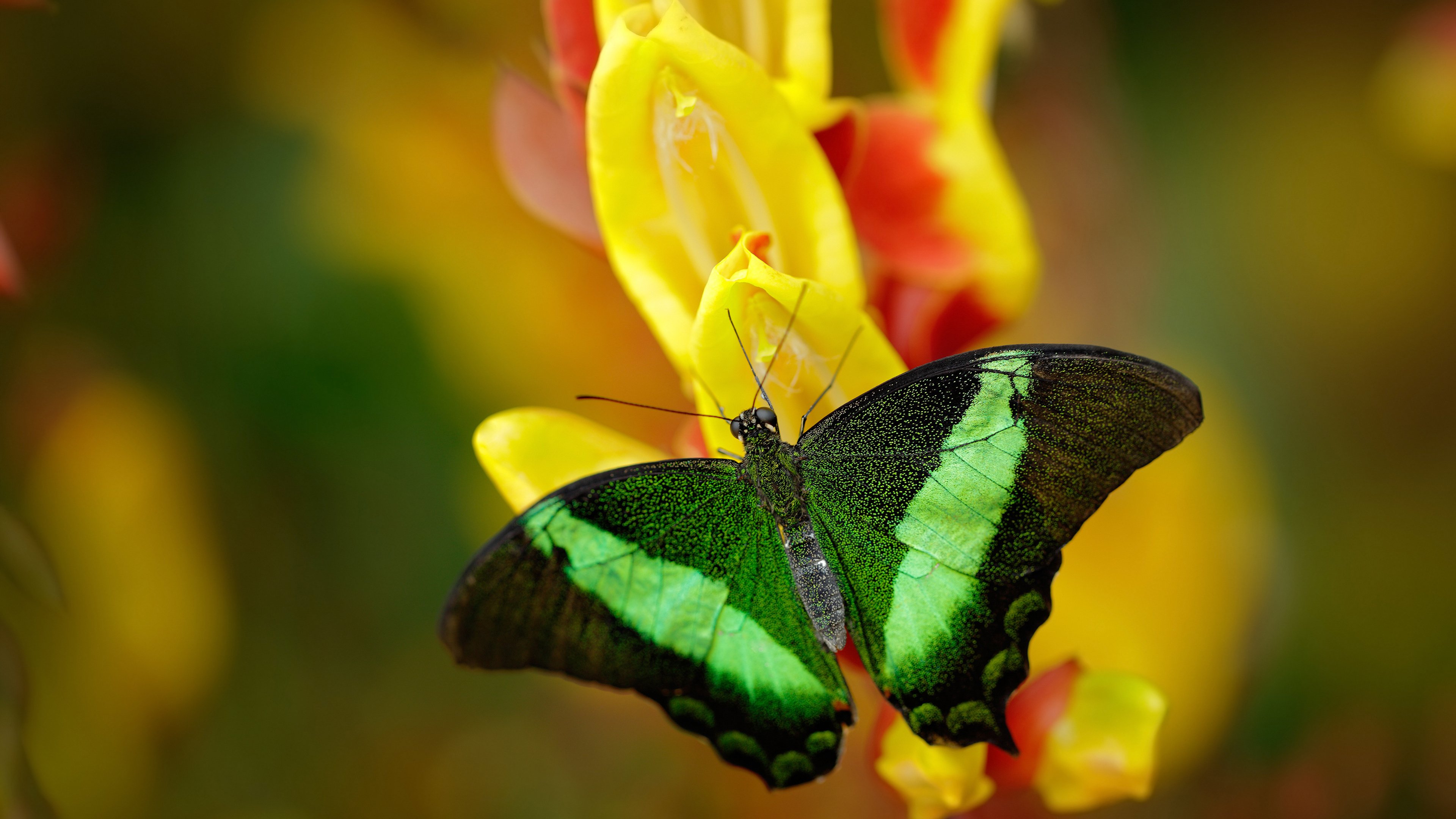 开云体育官网app-李娜告别赛场网球公开赛，李娜网球赛视频