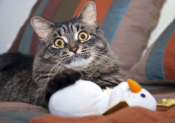 开云官网-欧洲杯豪门巅峰对决：实力与智慧并重，欧洲杯十大豪门球队