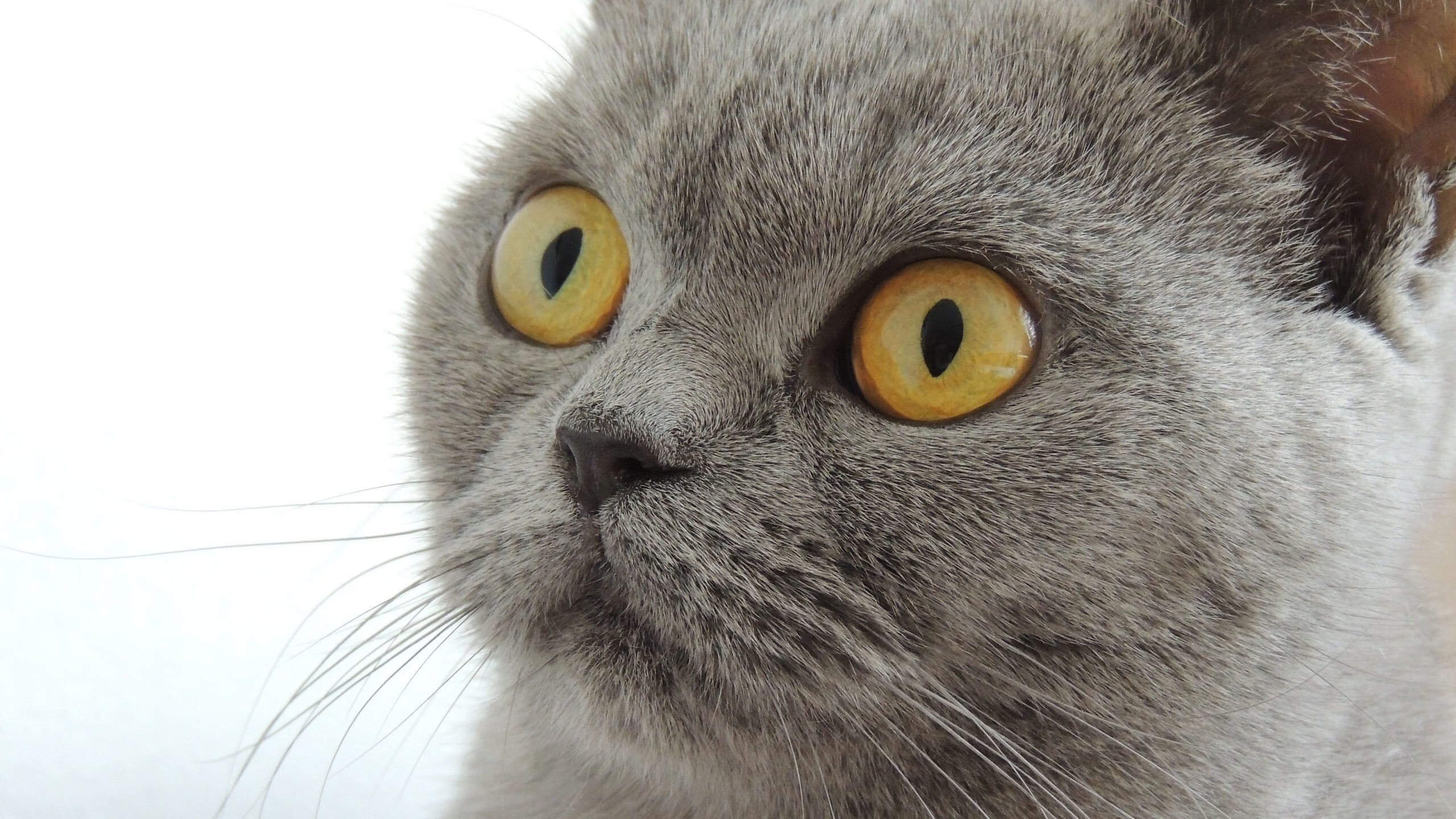 开云体育在线入口-足球迷DIY球衣风靡，个性表达成为潮流，手工足球衣的制作方法