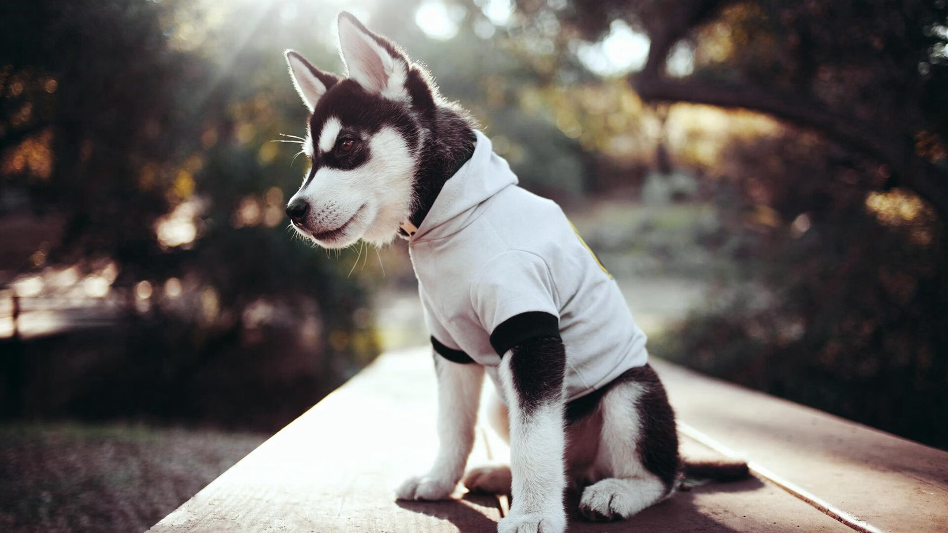 开运体育电脑版-黎巴嫩男篮在西亚锦标赛中奋勇拼搏，冲击奥运佳绩，黎巴嫩男篮亚洲杯